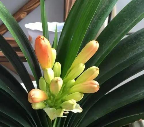 君子兰切片种植方法是什么？
