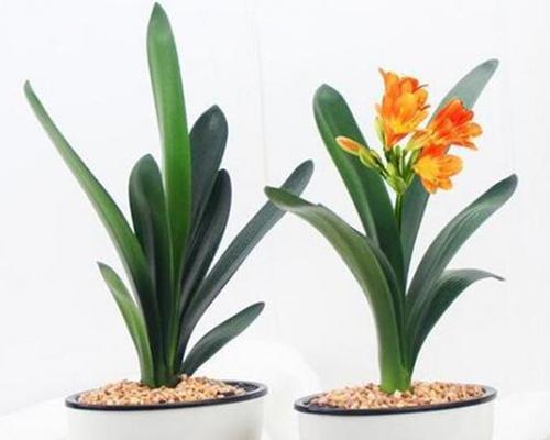 君子兰切片种植方法是什么？