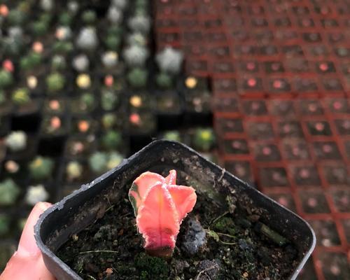 圆盆玉锦仙人球的正确养护方法是什么？