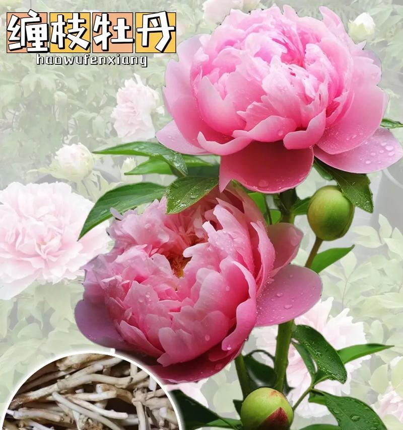 塑料牡丹花的养护技巧是什么？