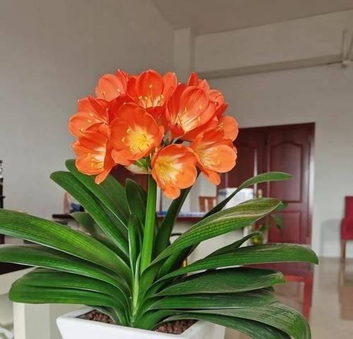 君子兰通常在哪个季节开花？