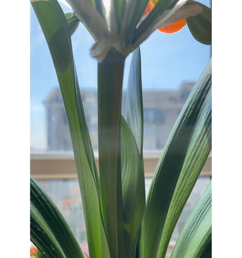 君子兰通常在哪个季节开花？