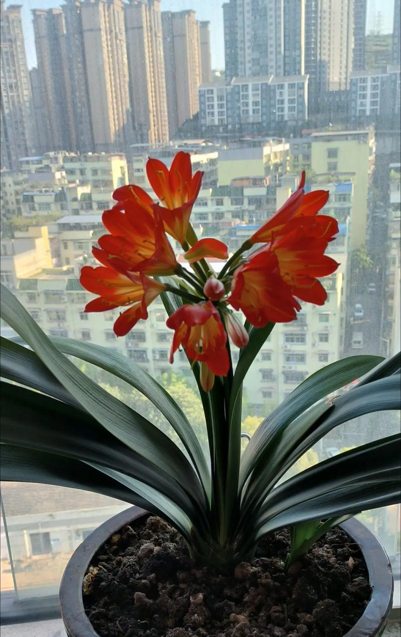 君子兰通常在哪个季节开花？
