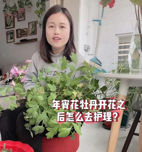 牡丹花种植过深如何处理？