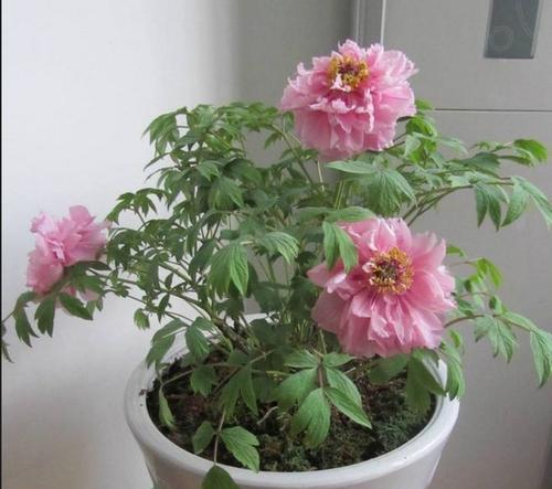 牡丹花种植过深如何处理？