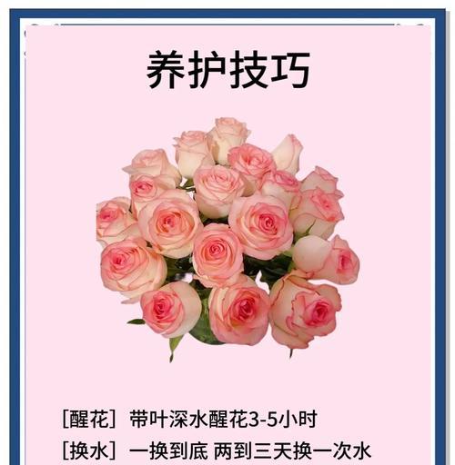 玫瑰花重新养护需要注意哪些要点？