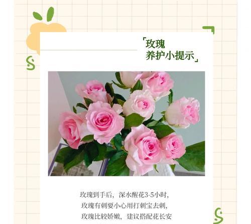 玫瑰花重新养护需要注意哪些要点？