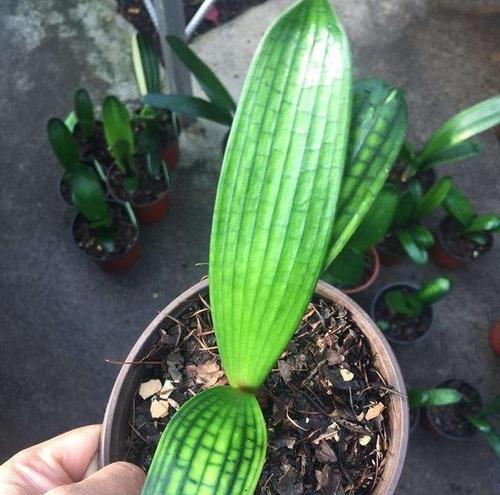 新栽君子兰的正确浇水方法是什么？