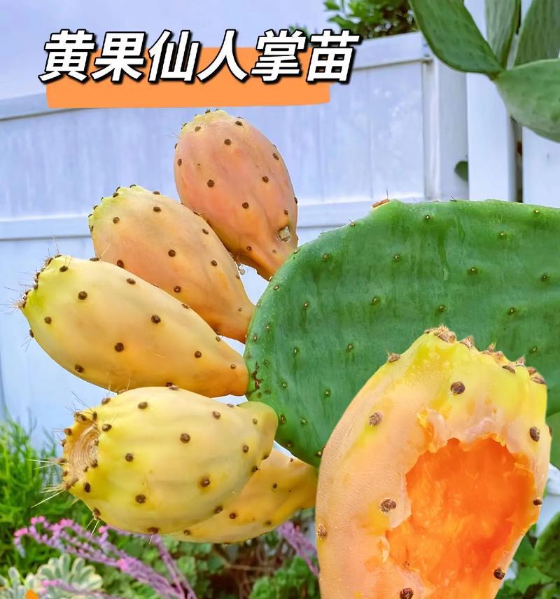 仙人掌杆子种植方法有哪些步骤？