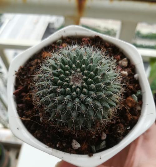 仙人球浇花器的正确使用方法是什么？