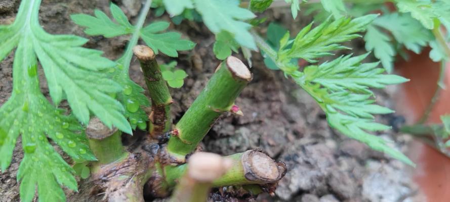 玫瑰花没有根了怎么发芽？需要哪些特殊处理？