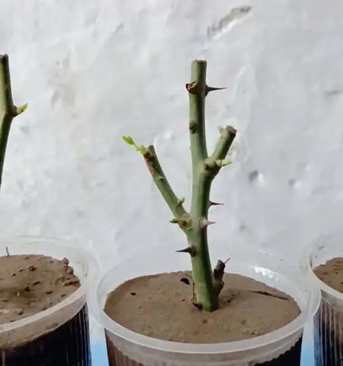 玫瑰花没有根了怎么发芽？需要哪些特殊处理？