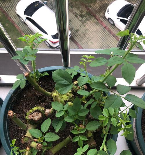 玫瑰花没有根了怎么发芽？需要哪些特殊处理？