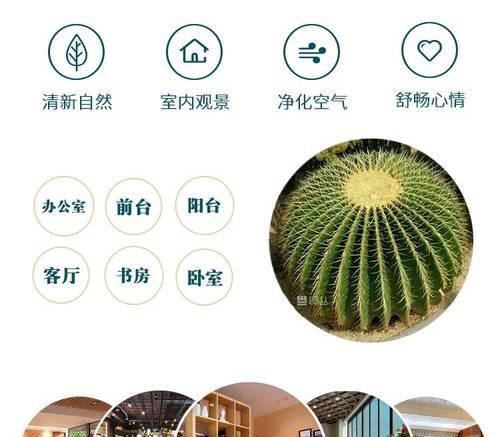 仙人球吸水花盆的养护和管理要点有哪些？