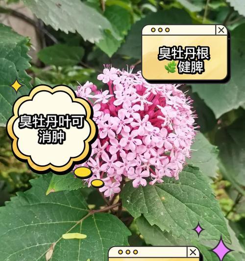 牡丹花晚上换叶子是什么原因？如何处理牡丹花夜间换叶的情况？