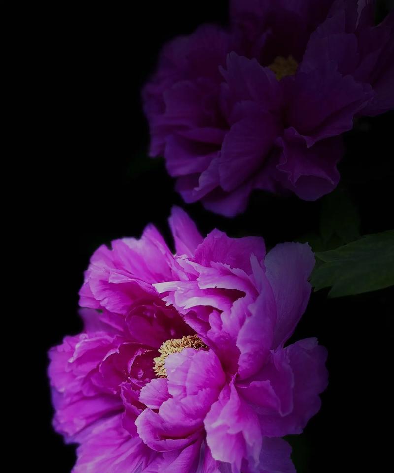 牡丹花晚上换叶子是什么原因？如何处理牡丹花夜间换叶的情况？