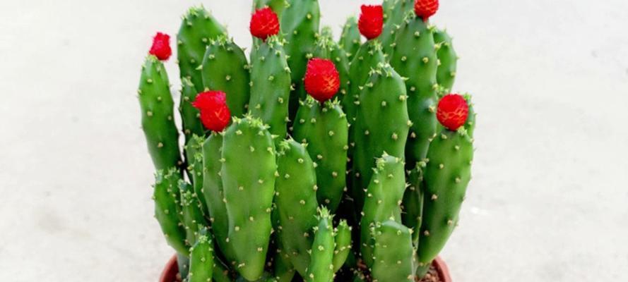 仙人掌在斜口玻璃瓶中如何种植？种植后需要注意什么？
