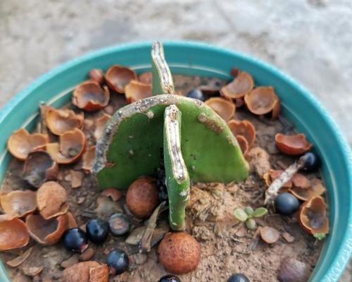 仙人掌在斜口玻璃瓶中如何种植？种植后需要注意什么？