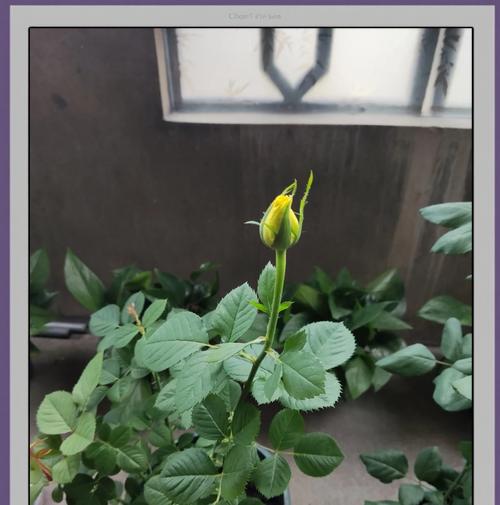 玫瑰花修剪以促进发芽的方法？