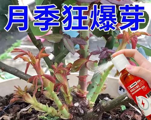 玫瑰花修剪以促进发芽的方法？
