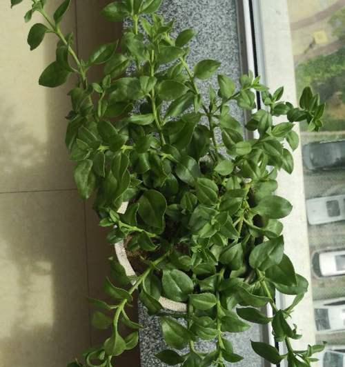 牡丹花摘叶后如何存活？正确的养护方法是什么？