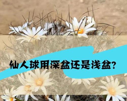 仙人球花盆的正确拆卸方法是什么？