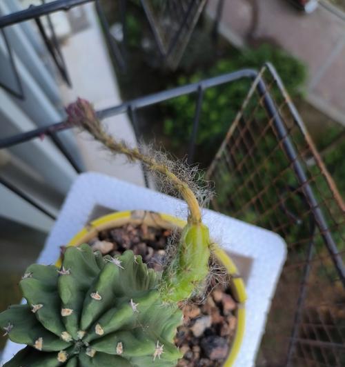 仙人球开花后结的种子有何特点？