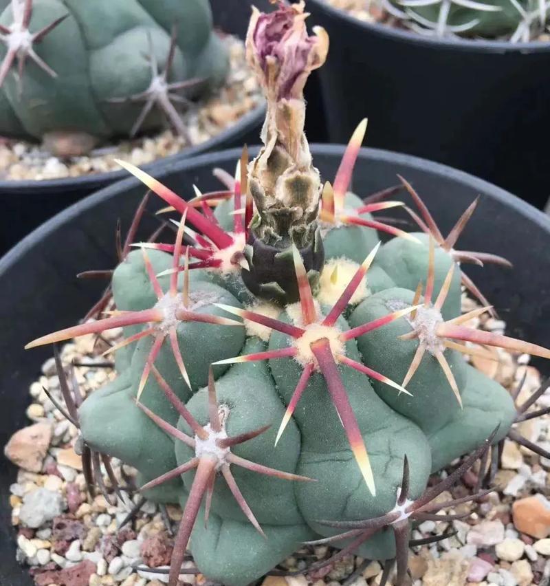 仙人球开花后结的种子有何特点？