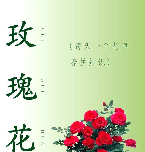 无法正常开放的玫瑰花如何养护？