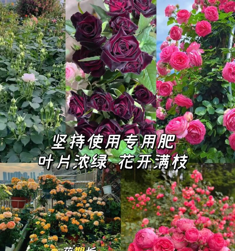 无法正常开放的玫瑰花如何养护？