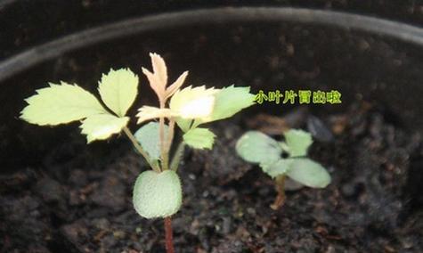高原红玫瑰花不出芽怎么办？推荐使用什么药物？