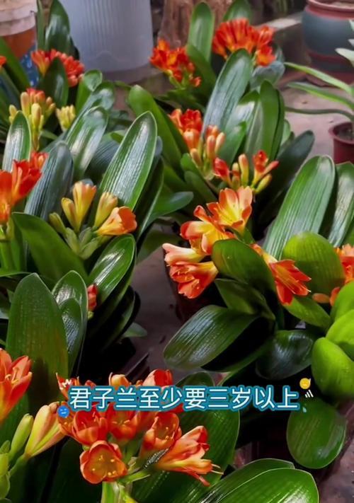 君子兰小娃娃的养护方法是什么？如何正确养护君子兰小娃娃？
