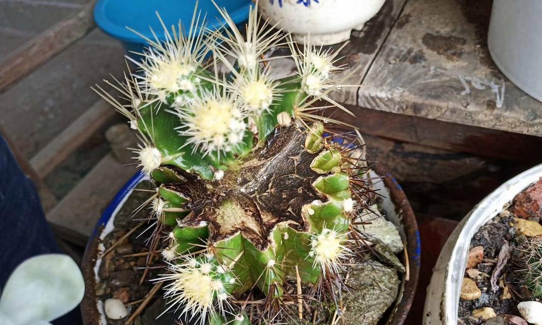 不长侧芽的仙人球属于哪种品种？