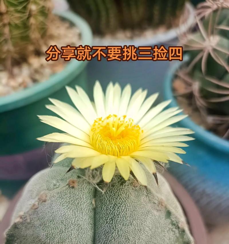 不长侧芽的仙人球属于哪种品种？