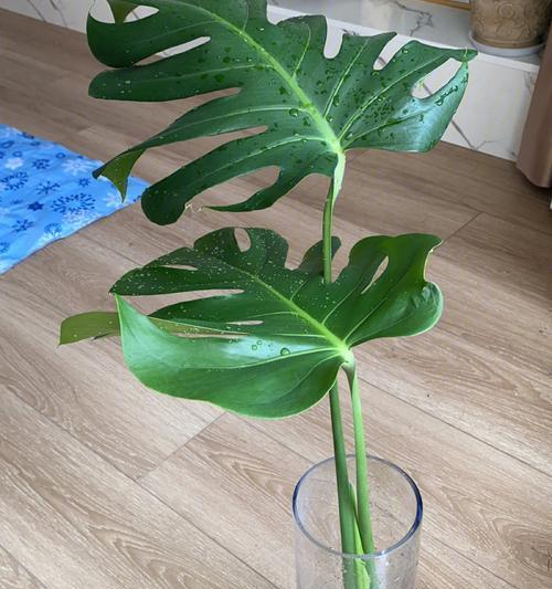 仙人球扦插生根的正确方法是什么？多久能看见新根？