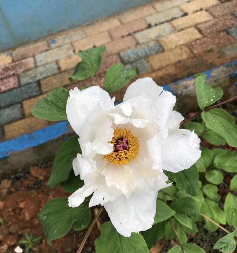 单棵牡丹花的养护要点是什么？如何确保其健康生长？