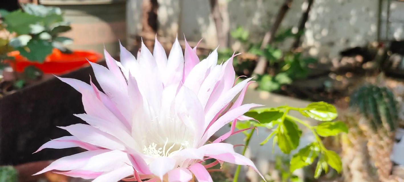彩草仙人球开花的原因是什么？