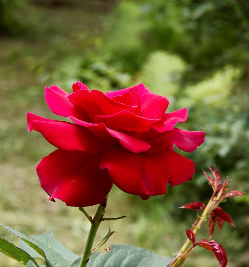 玫瑰花养殖适合哪种土壤？不同土壤对玫瑰花生长有何影响？