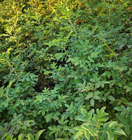 玫瑰花养殖适合哪种土壤？不同土壤对玫瑰花生长有何影响？