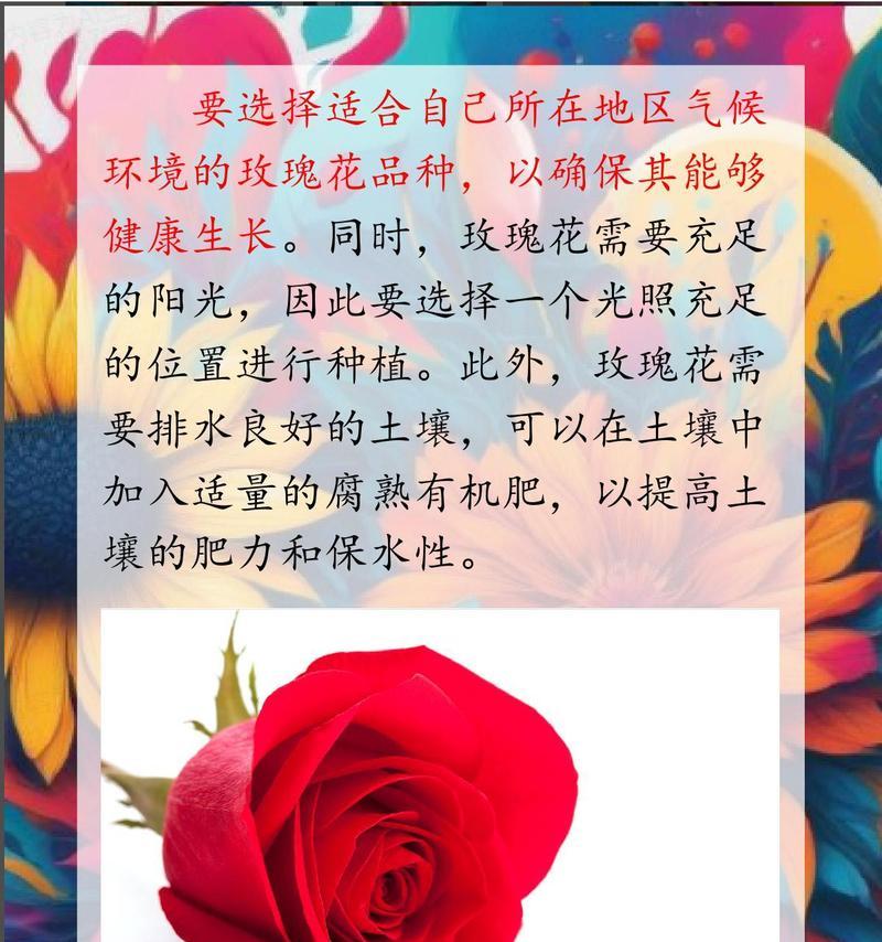 玫瑰花养殖适合哪种土壤？不同土壤对玫瑰花生长有何影响？
