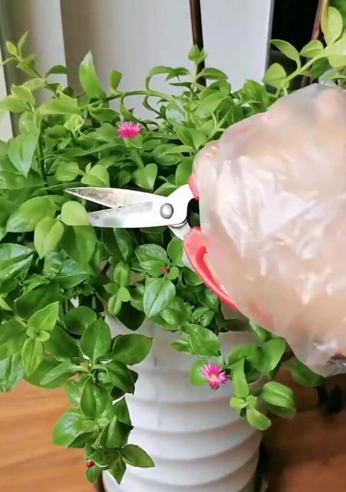 玻璃瓶中养牡丹花可行吗？正确的养护方法是什么？