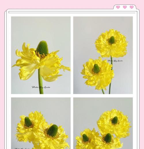 玻璃瓶中养牡丹花可行吗？正确的养护方法是什么？