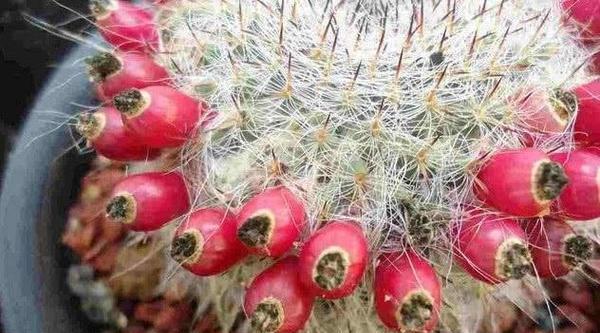 红虎仙人球品种如何区分？有哪些识别特征？