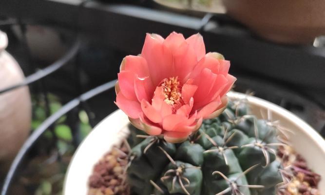 红虎仙人球品种如何区分？有哪些识别特征？