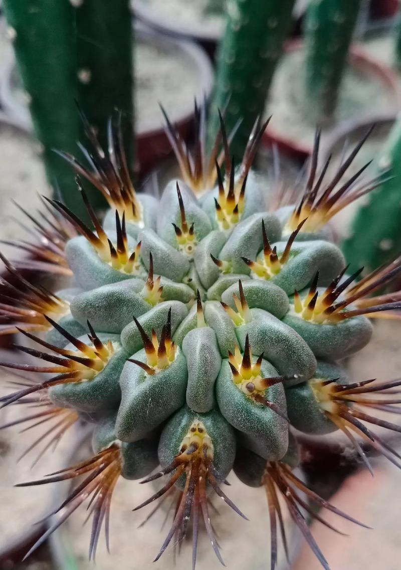 红虎仙人球品种如何区分？有哪些识别特征？