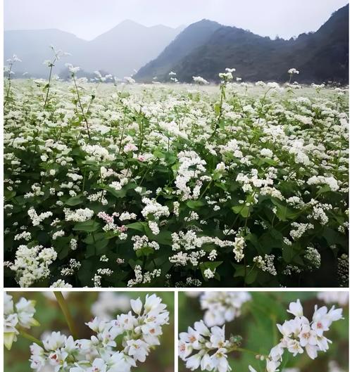 荞麦花与牡丹花的养护对比和技巧是什么？