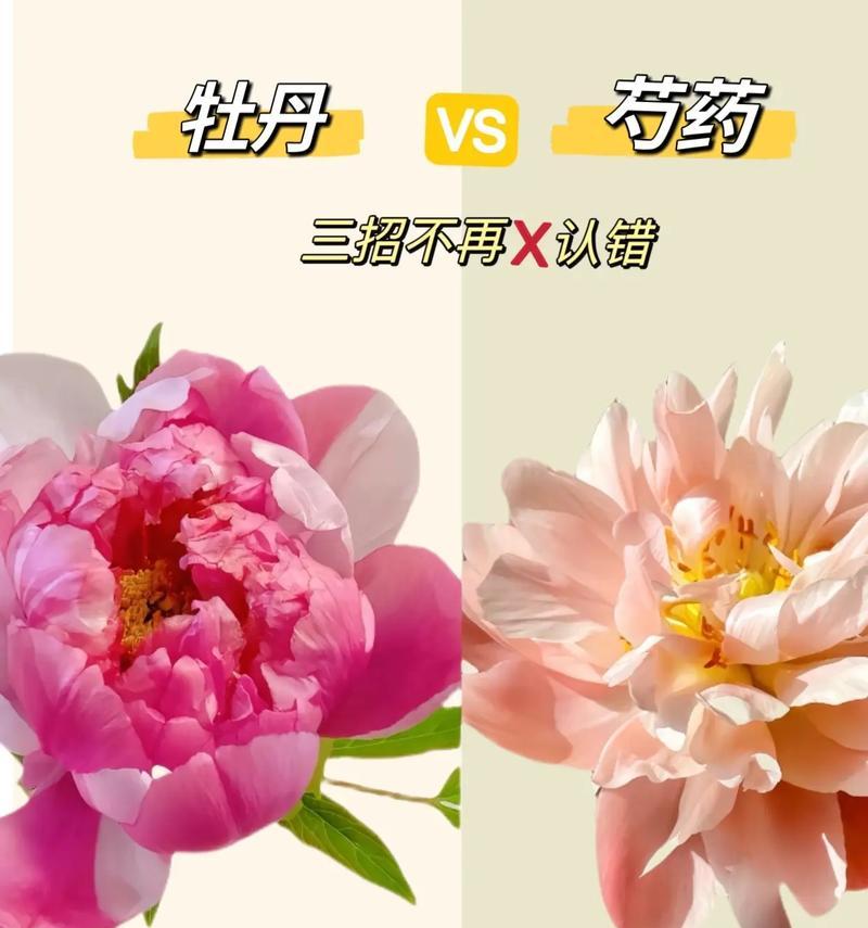 荞麦花与牡丹花的养护对比和技巧是什么？