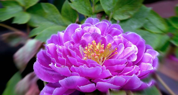牡丹花品种水晶球的特点和养护方法是什么？