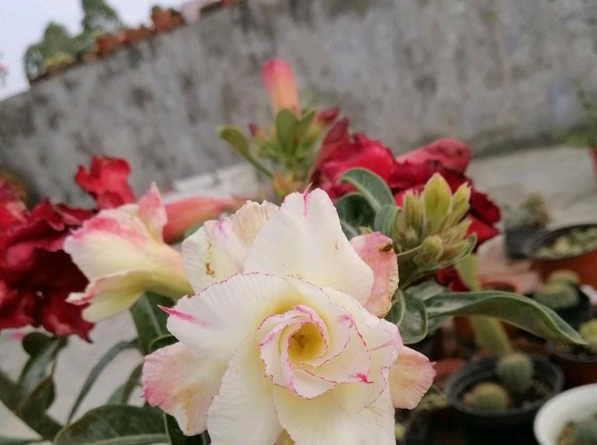 玫瑰花怎么控制浇水时间？如何根据季节调整浇水计划？