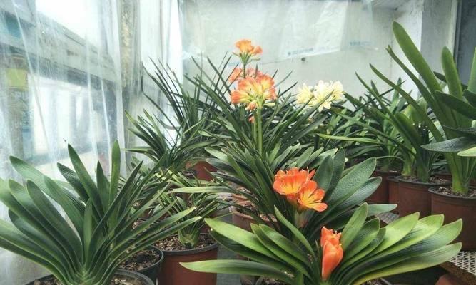 君子兰在农村种植需要注意哪些问题？